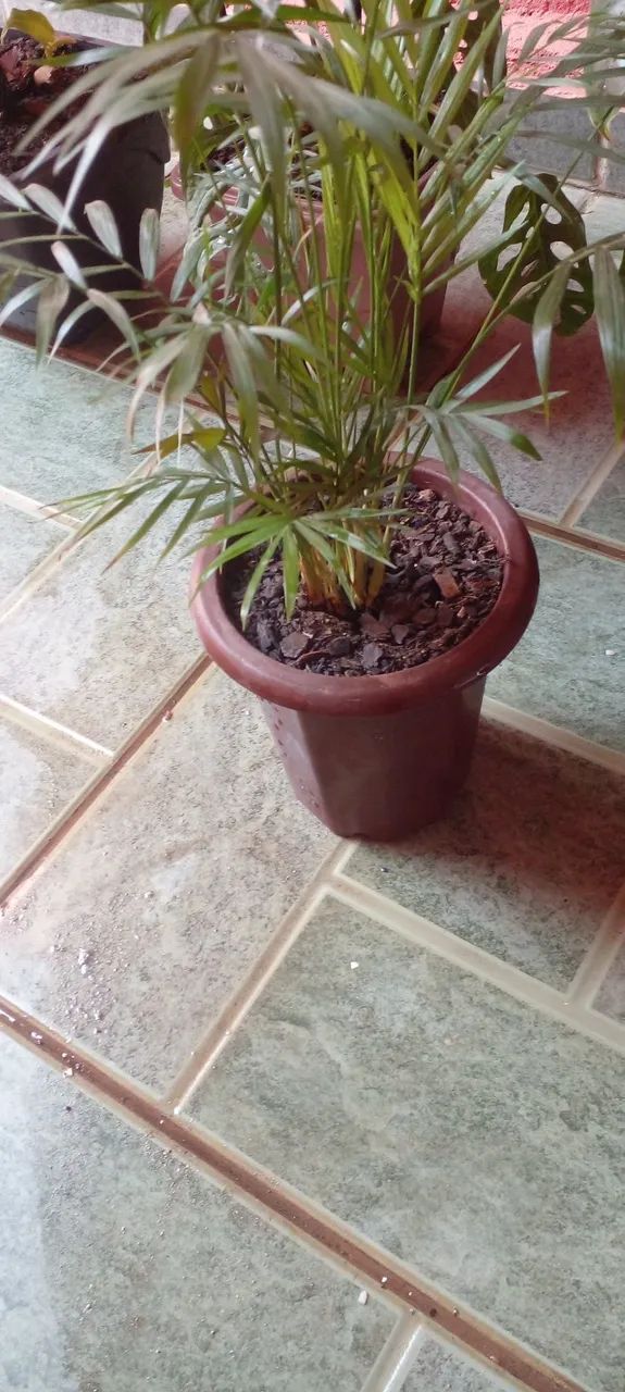 Vasos com lindas plantas  - Foto 3