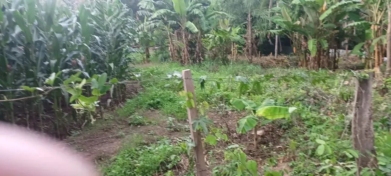 Vendo Sítio com 46 hectares no Sadia 3 - Foto 3