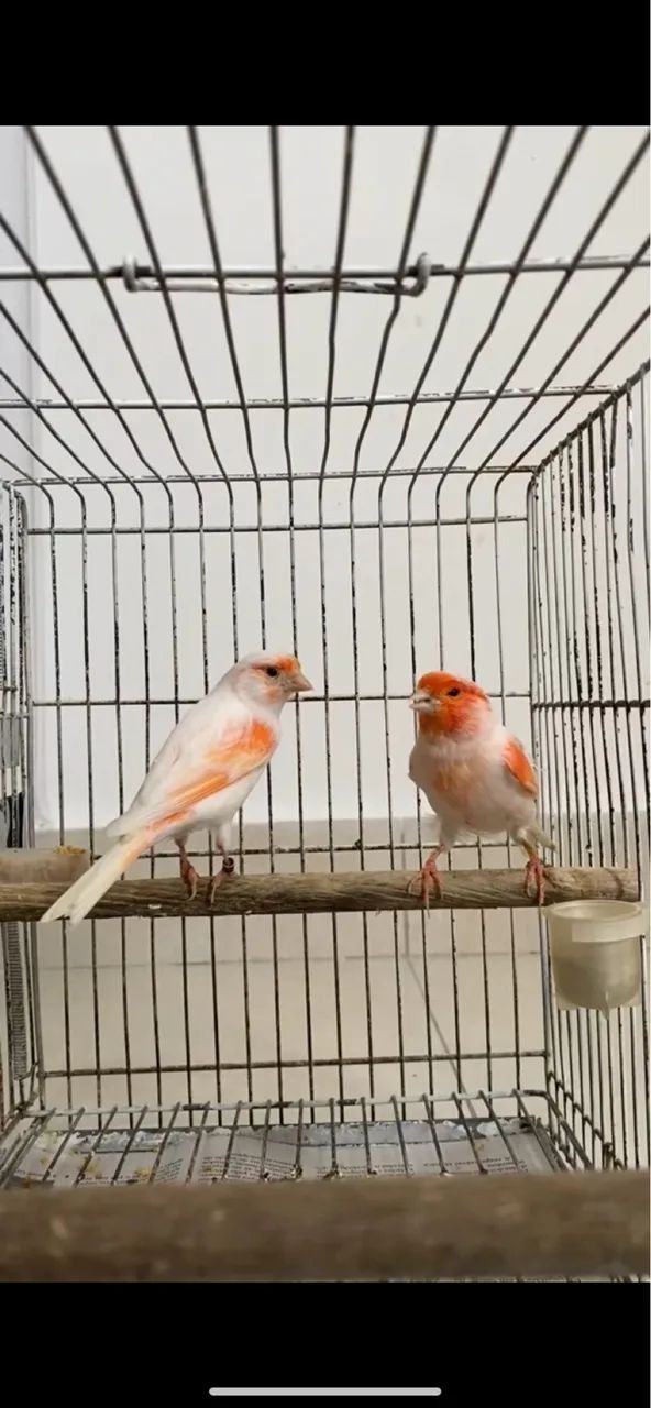 Bebedouros vermelhos 