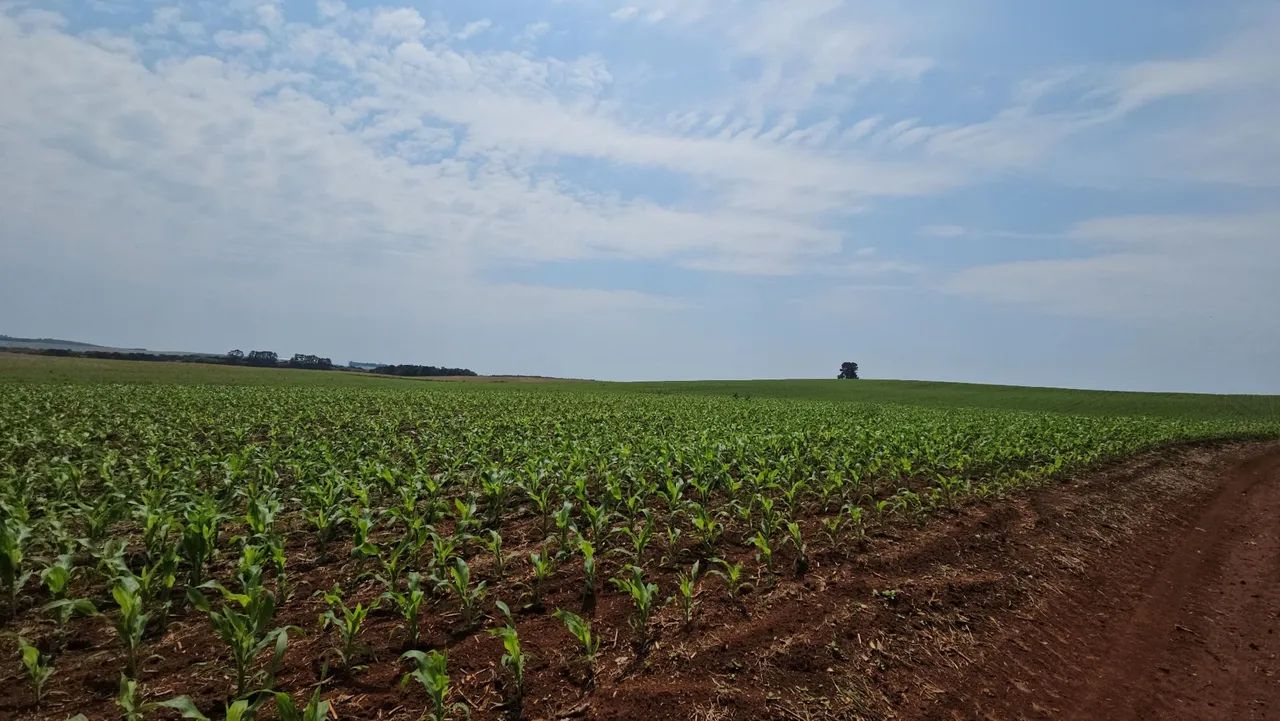Fazenda em Mangueirinha PR - Foto 2