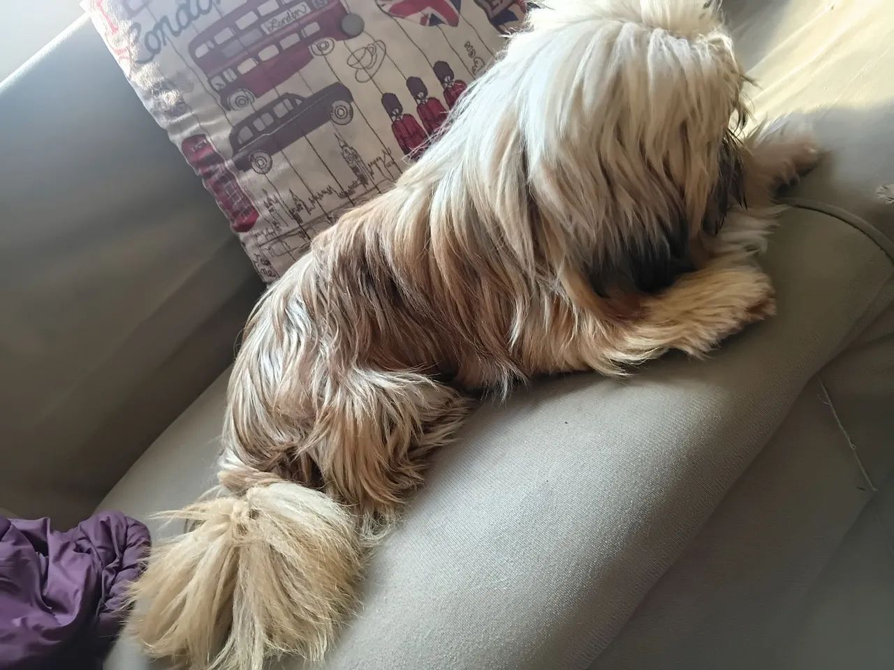Lhasa Apso fêmea  - Foto 2