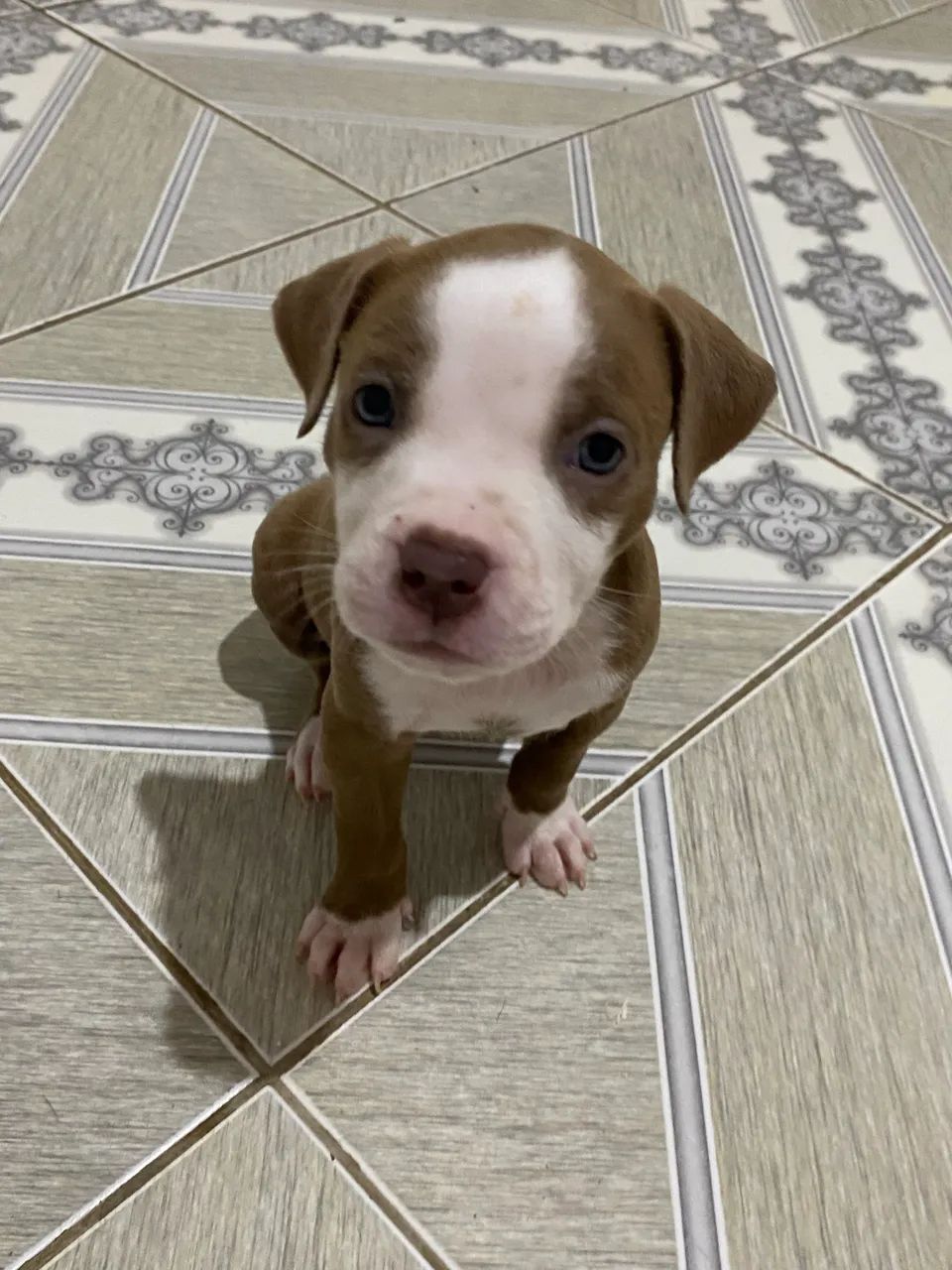 Cachorro 