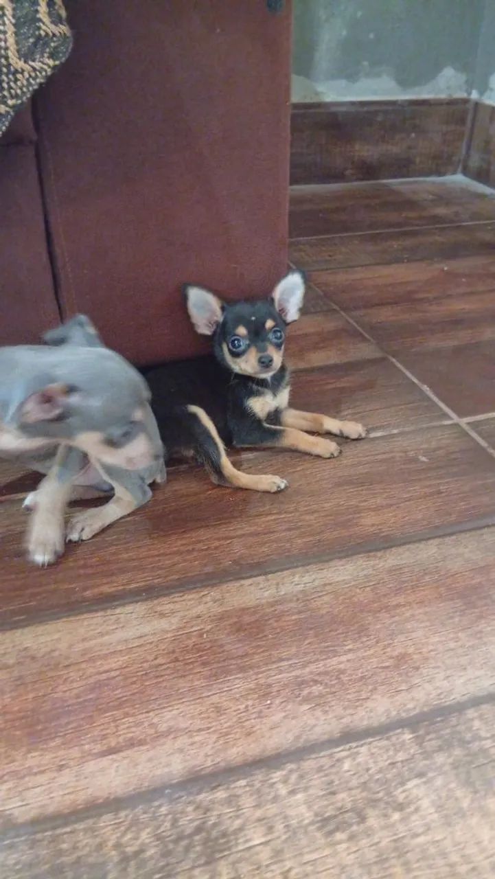 Pinschers pra venda 