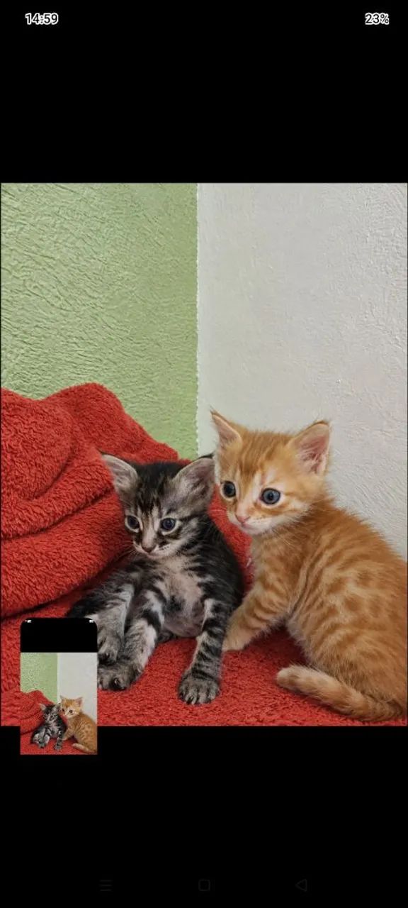 Gatinhos para adoção 