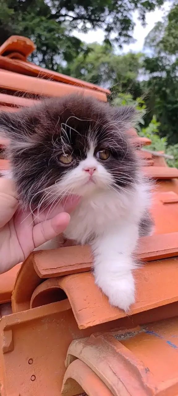 Persas Filhote a pronta entrega  - Foto 5