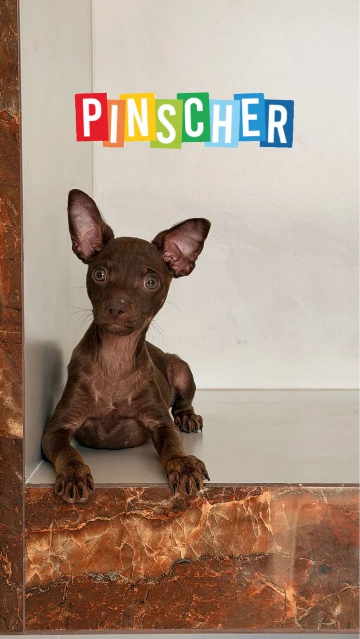 Pinscher chocolate macho  - Foto 2