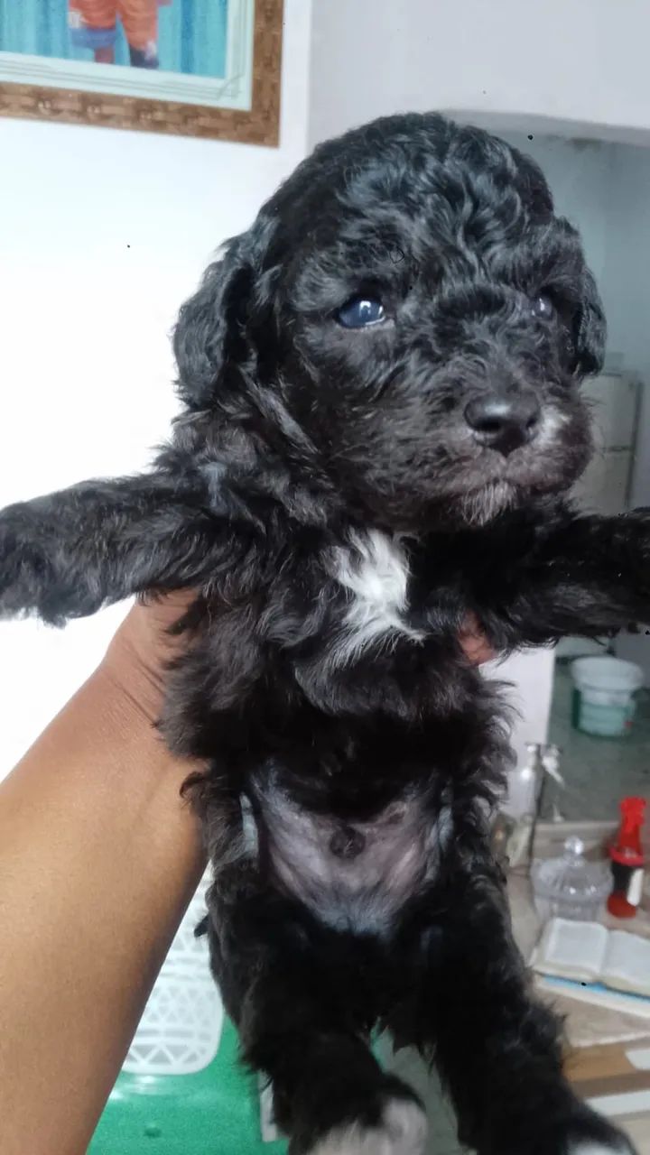 Cachorrinho poodle - Foto 2