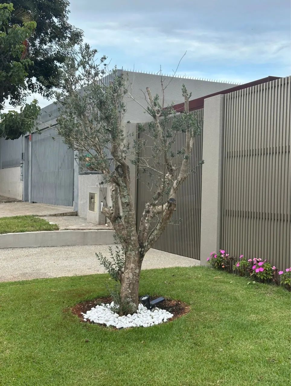 Oliveira, árvore santa - Foto 2