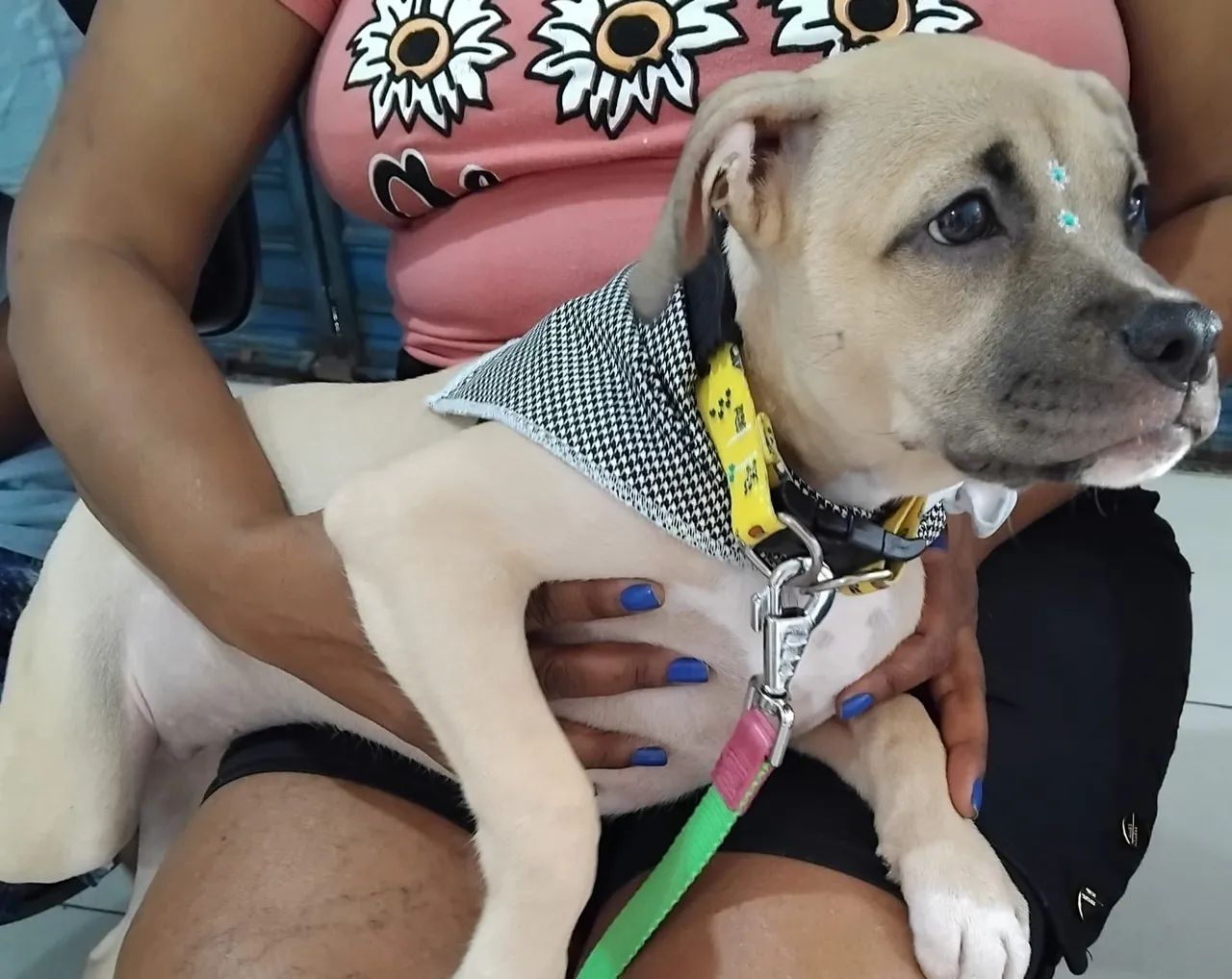 Doação de pet - Foto 4
