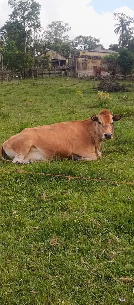 Vaca Jersey