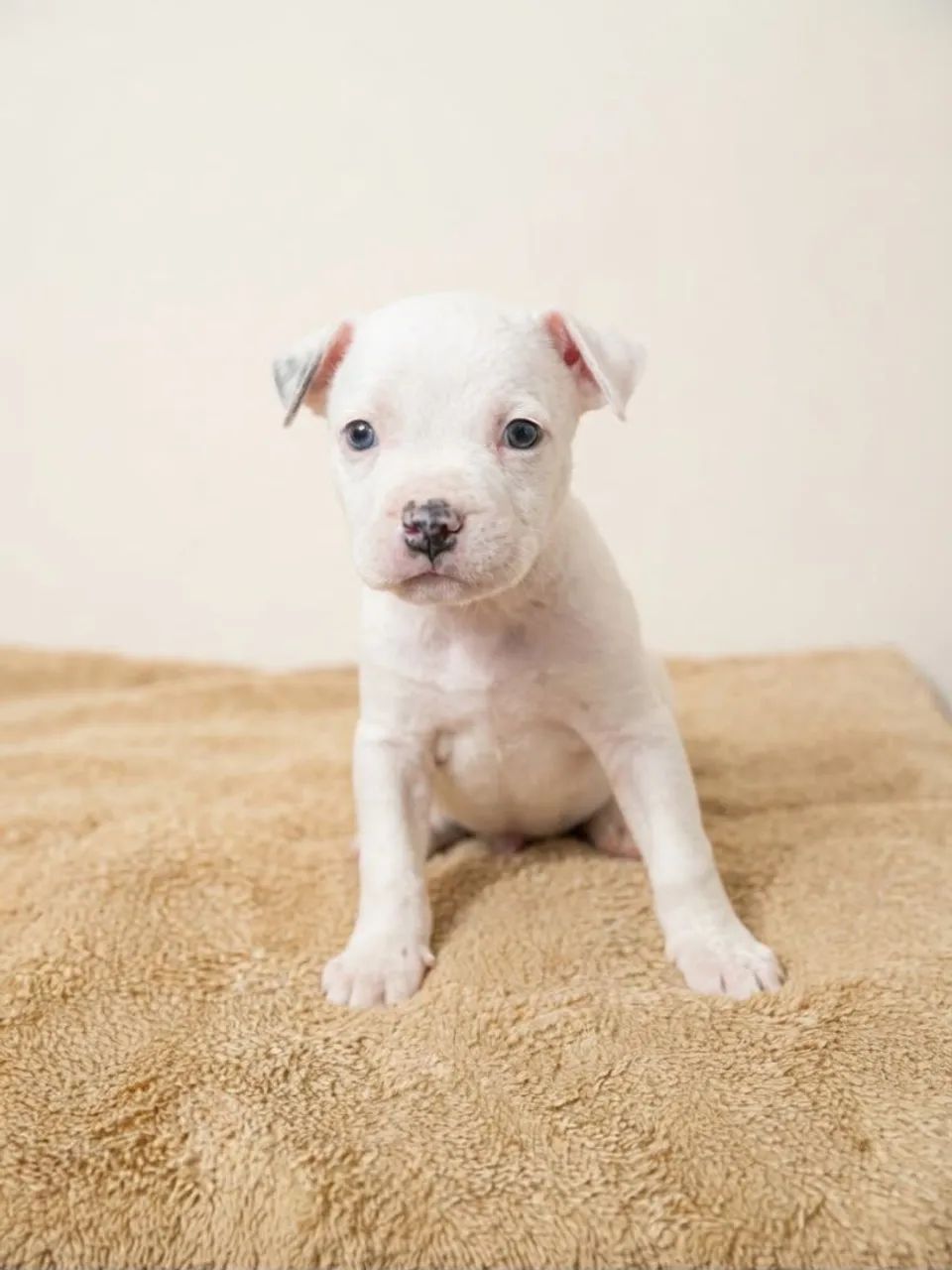 American Bully filhotes  - Foto 2
