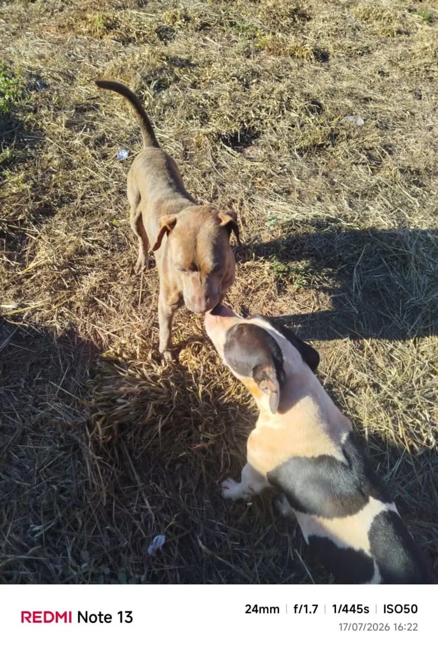 Cães ge guarda para adoção. 