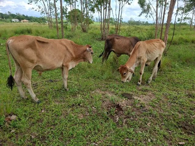 BEZERROS À VENDA - Foto 5