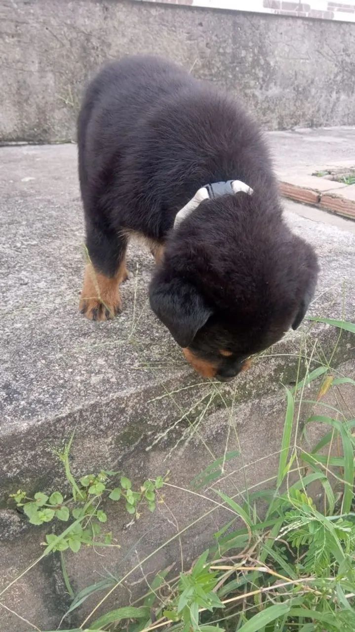 Lindos bbs de rottweiler  - Foto 3