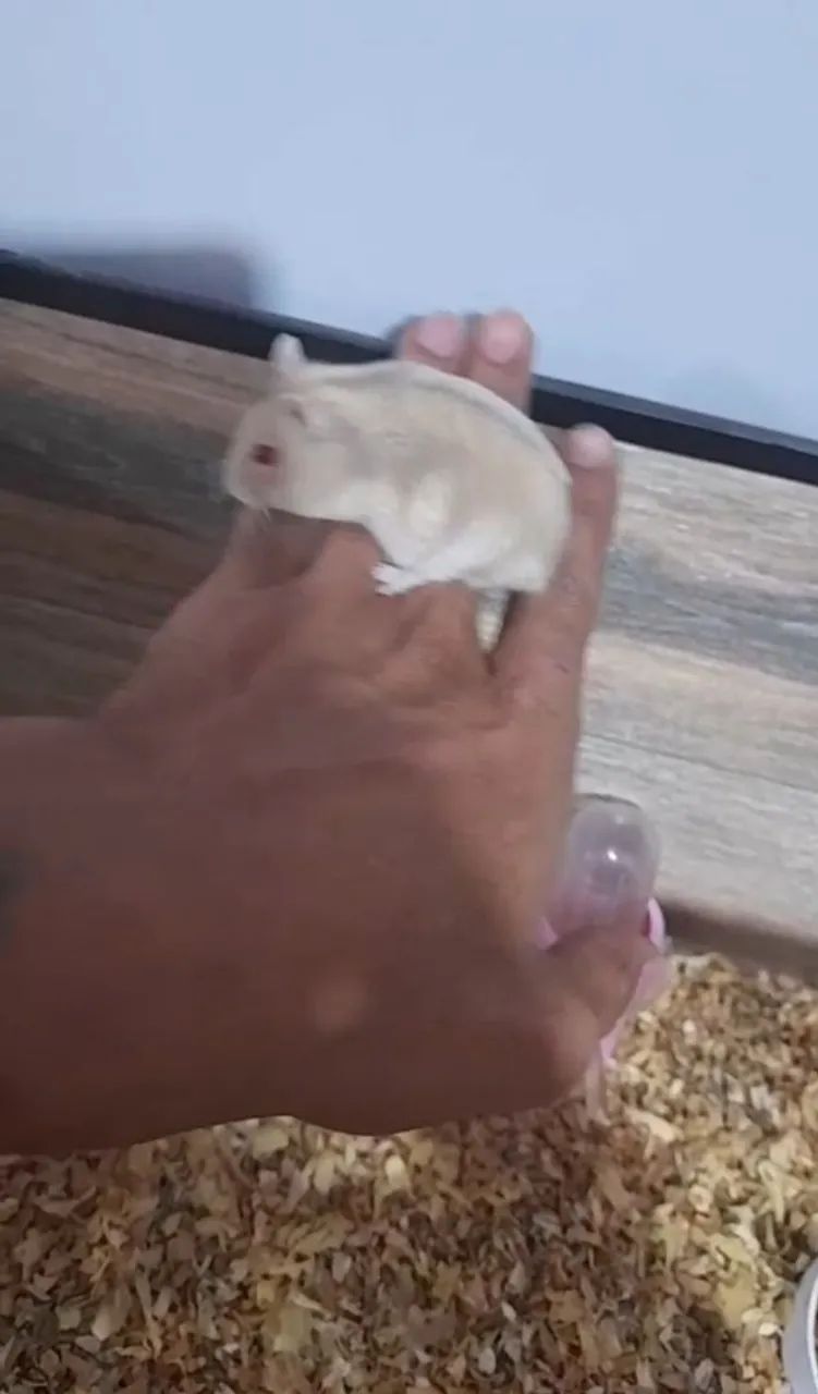Hamster anão russo  - Foto 2