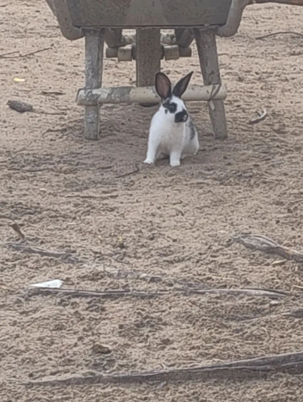 Vende se coelho ?