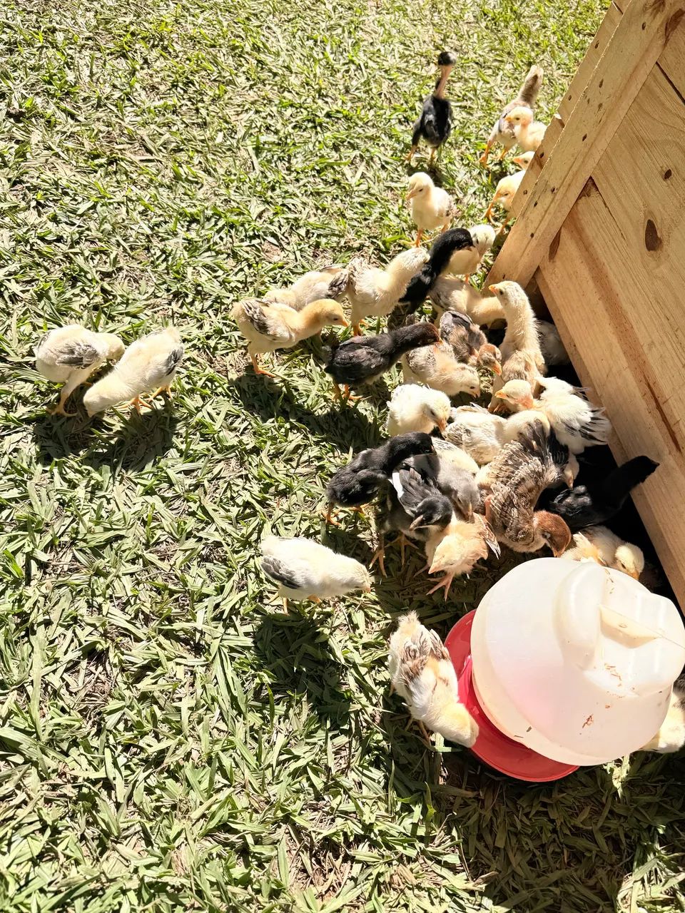 Pintinhos  - Foto 3