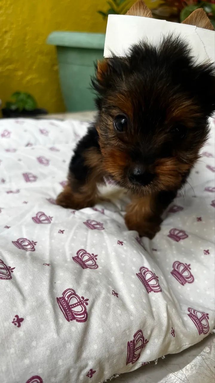 Yorshire Terrier (macho) - Foto 4