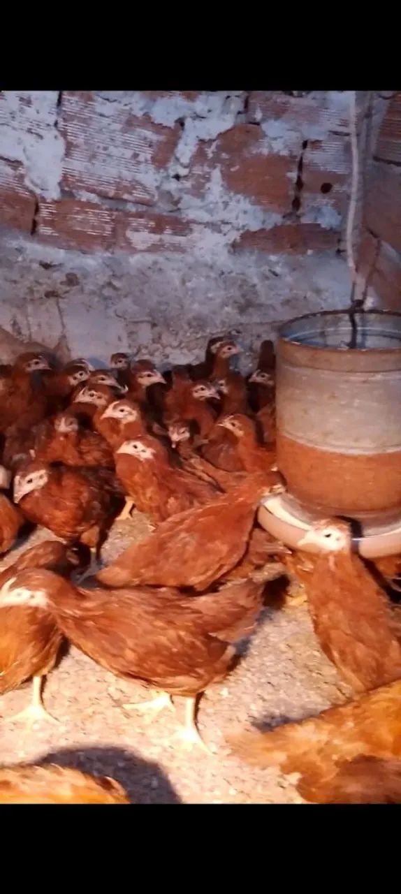 Franguinhas poedeiras 