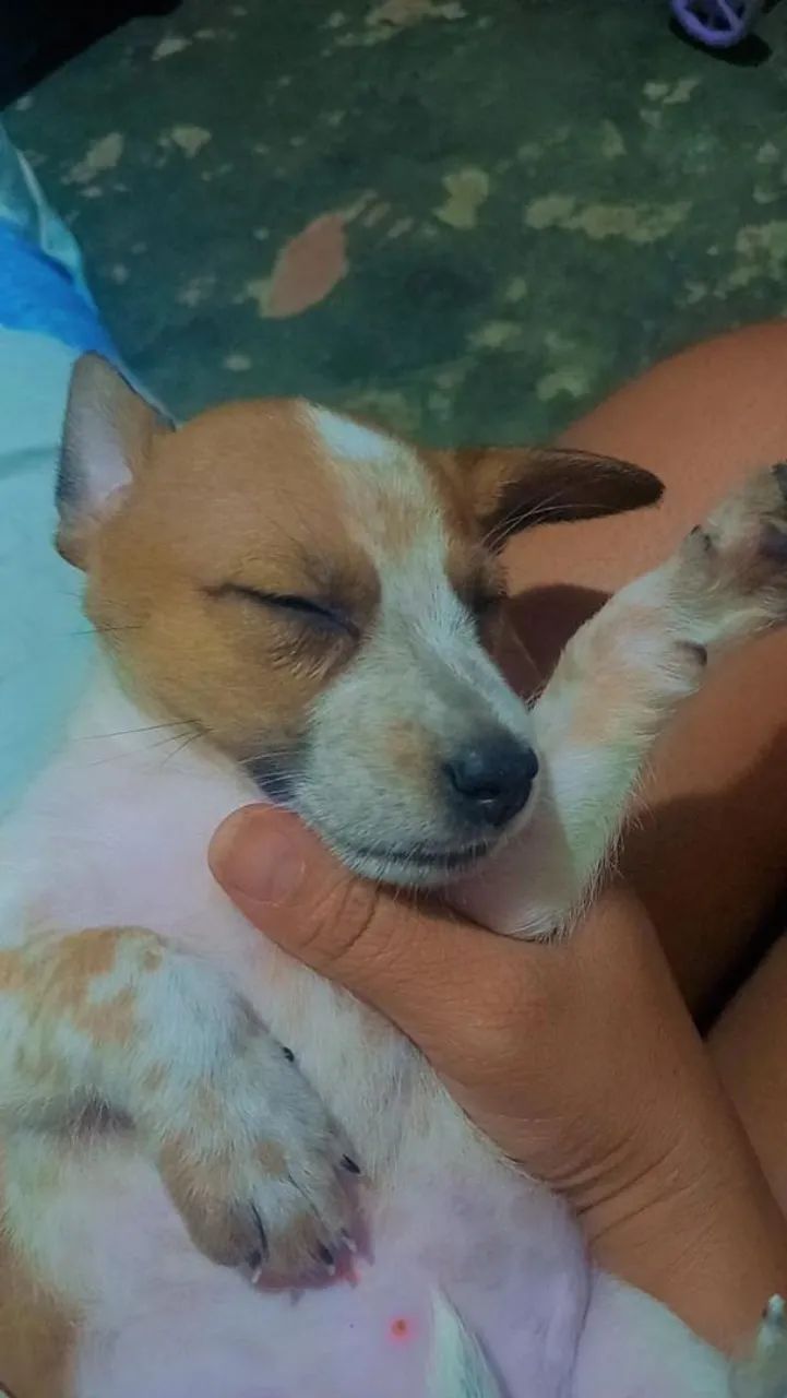 Cachorros porte pequeno - Foto 2