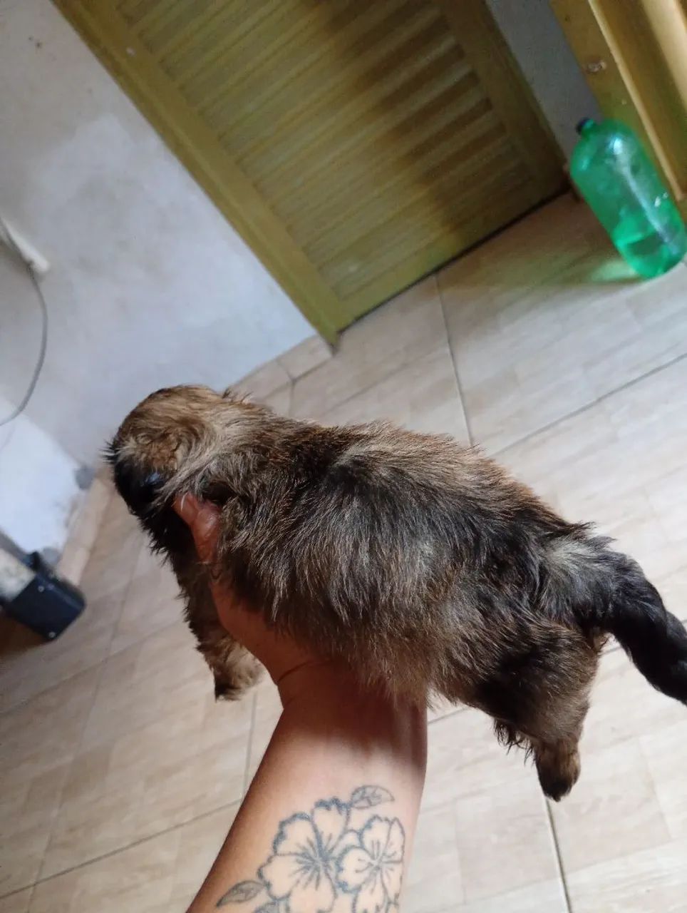 Shitzu mini - Foto 2