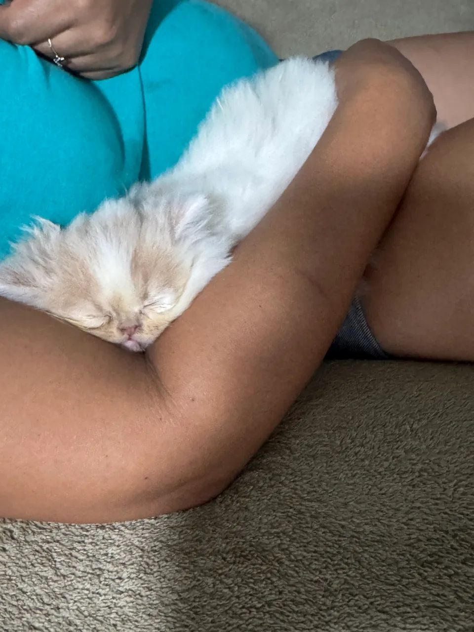 Gato persa  - Foto 5