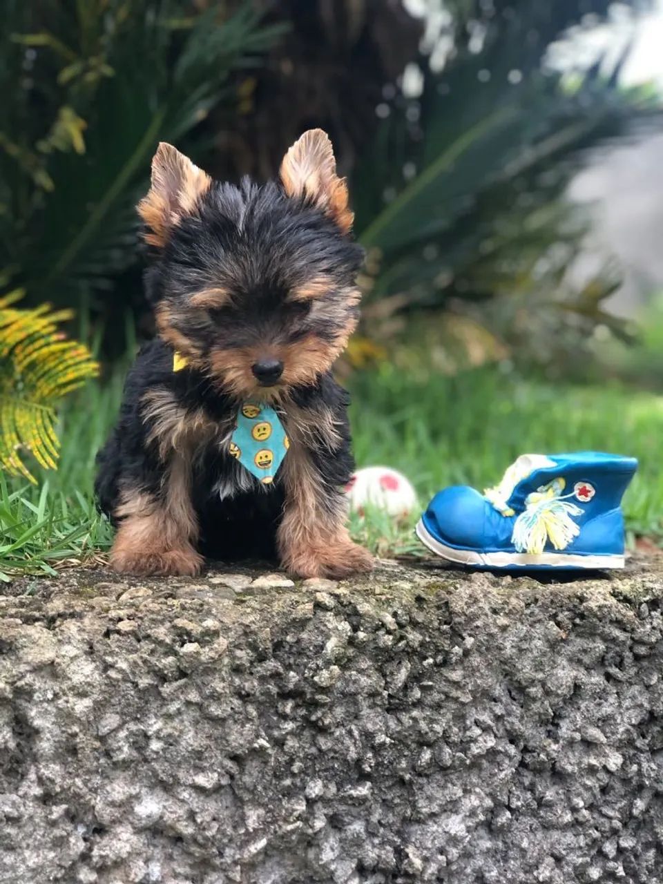 Yorkshire terrier micro macho - Foto 3