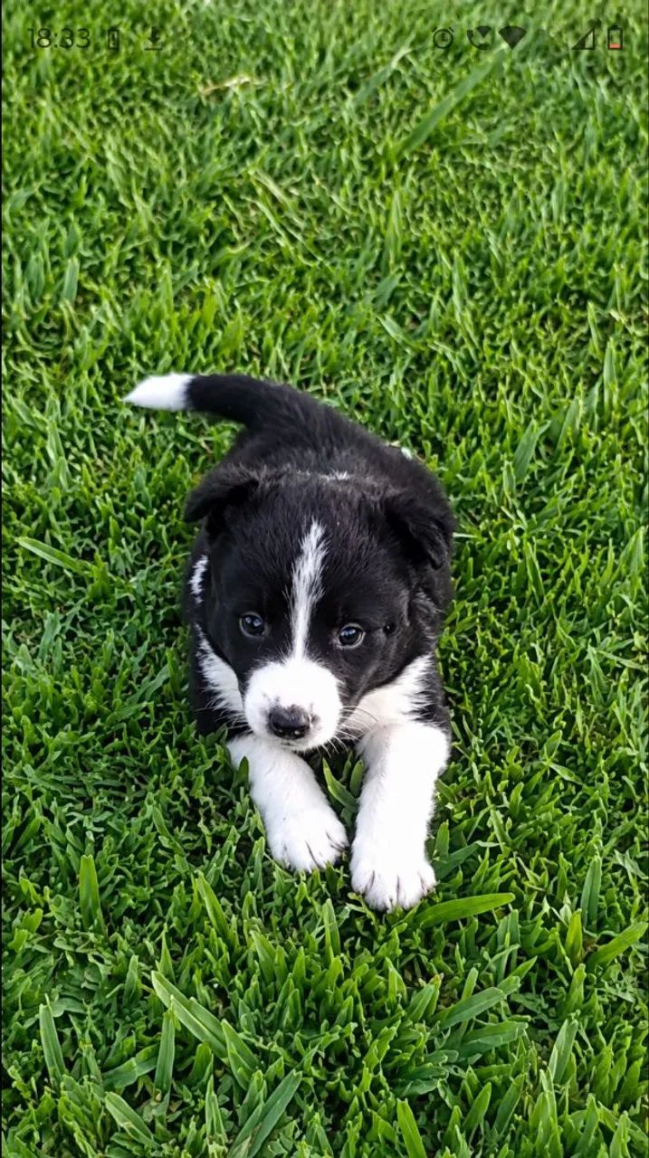 Border Collie macho