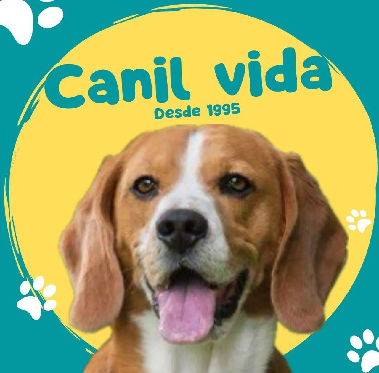 Beagle 13 polegadas com pedigree - Foto 2