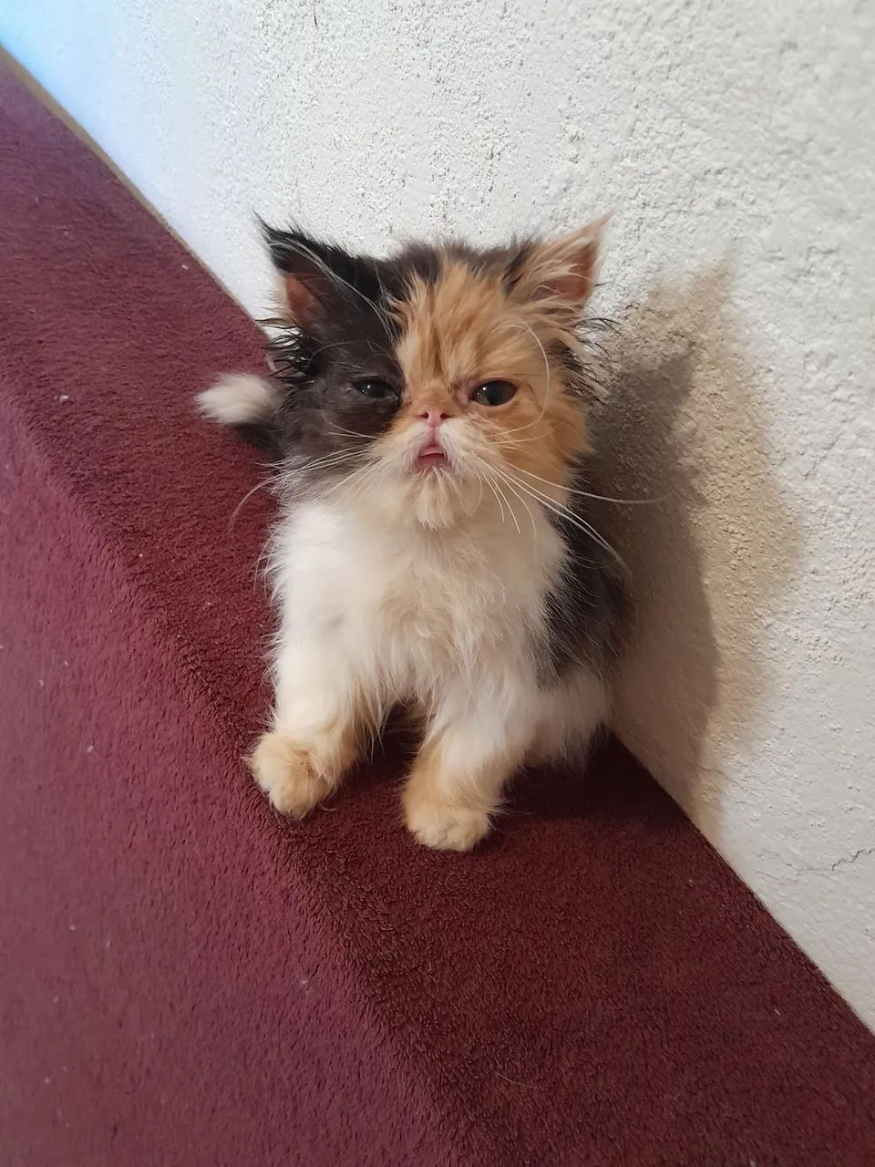 Gatinhas persas pelos longos  - Foto 3