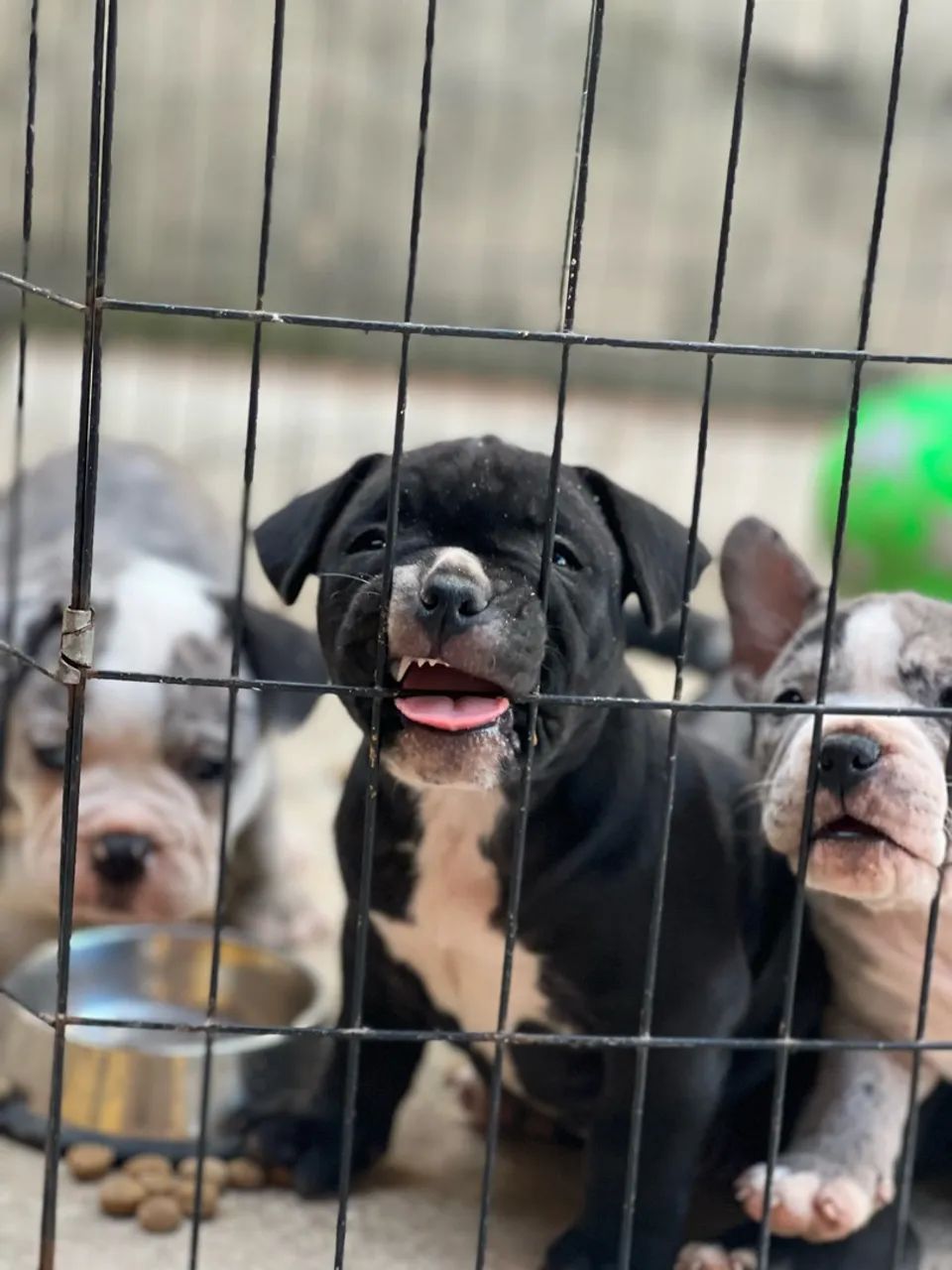 Filhote de american bully  - Foto 2