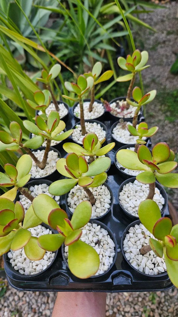 Mini vaso para eventos  - Foto 3
