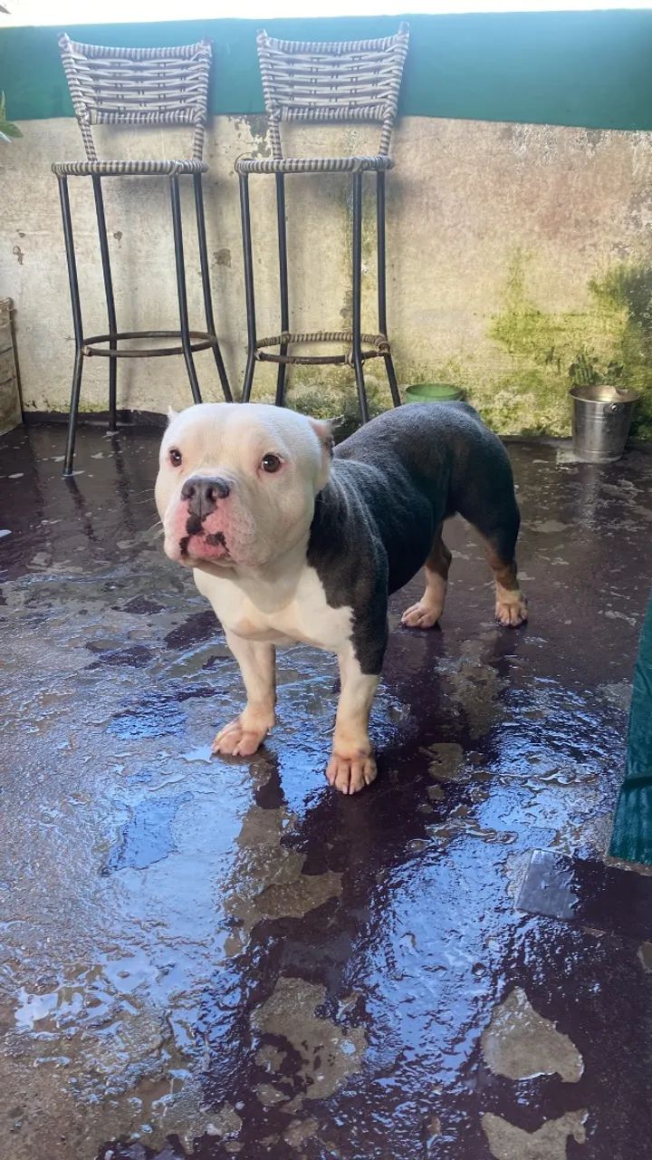 American Bully  - Foto 3