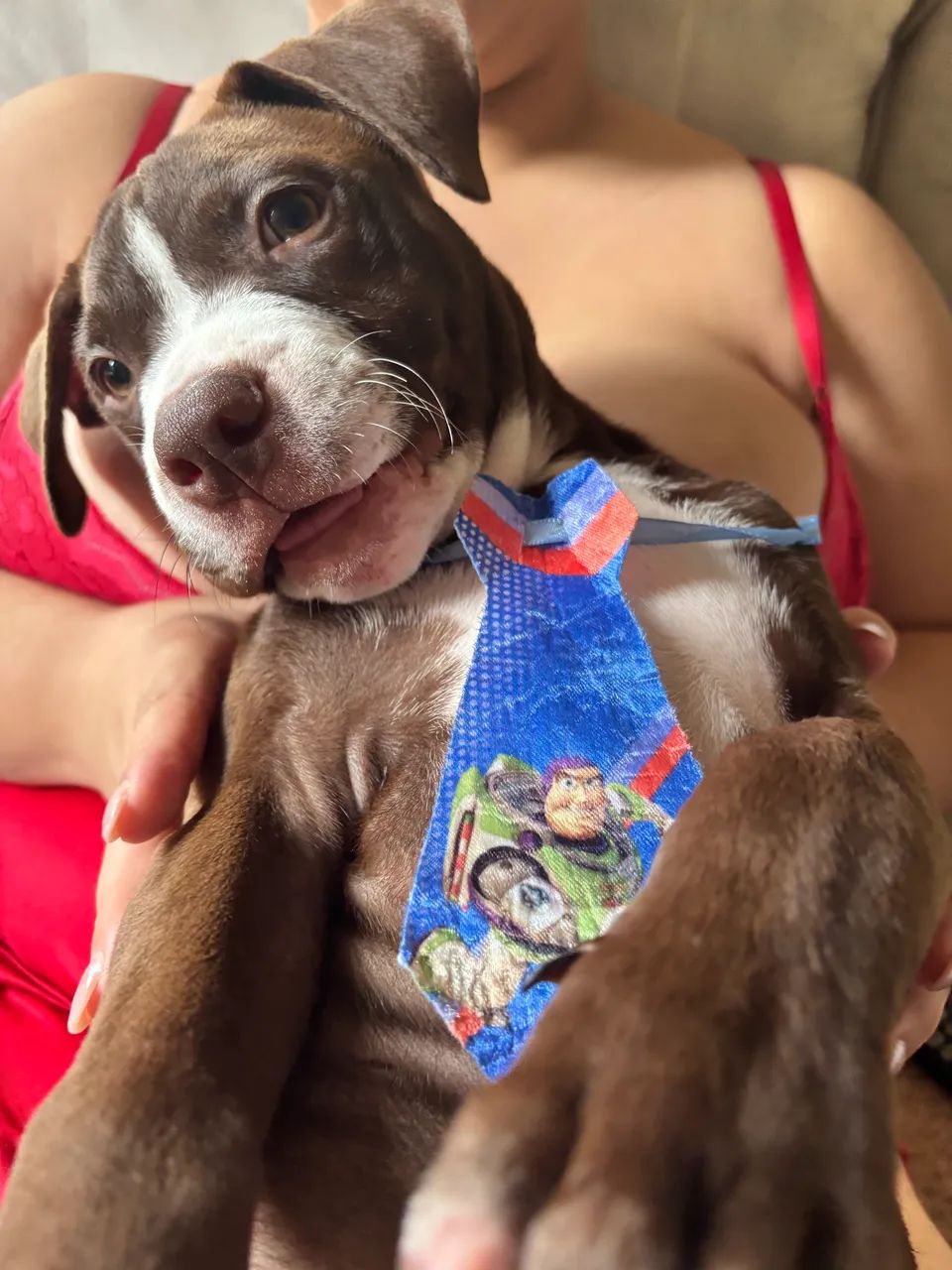 Filhote Pitbull - Foto 2