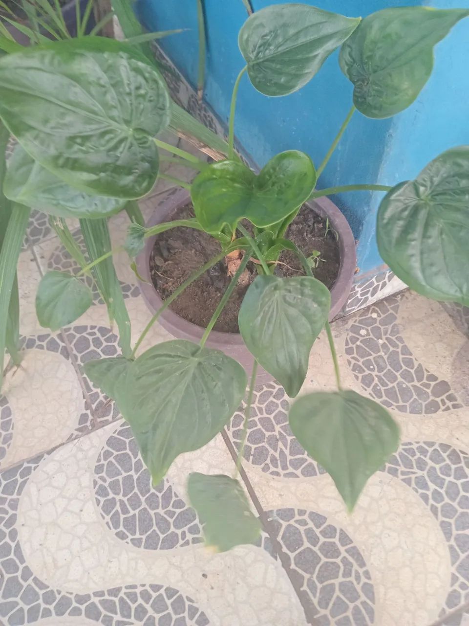 Plantas  - Foto 3