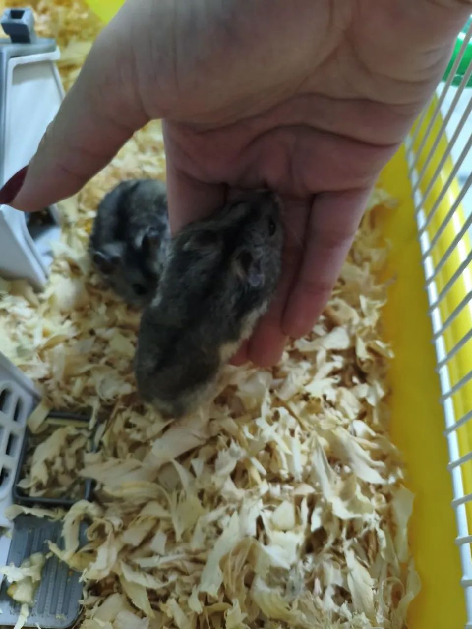 Hamster doação filhote anão russo - Foto 5