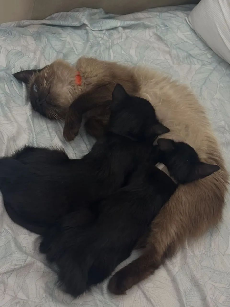 Hospedagem para Gatos
