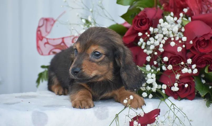 Dachshund,Dachshund Filhote Estrutura Perfeita Disponível