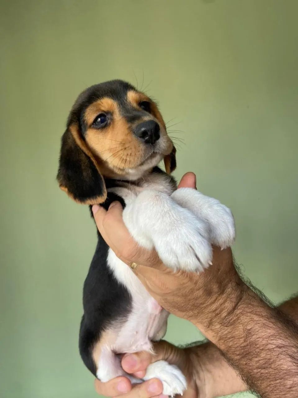 Filhotes de Beagle  - Foto 2