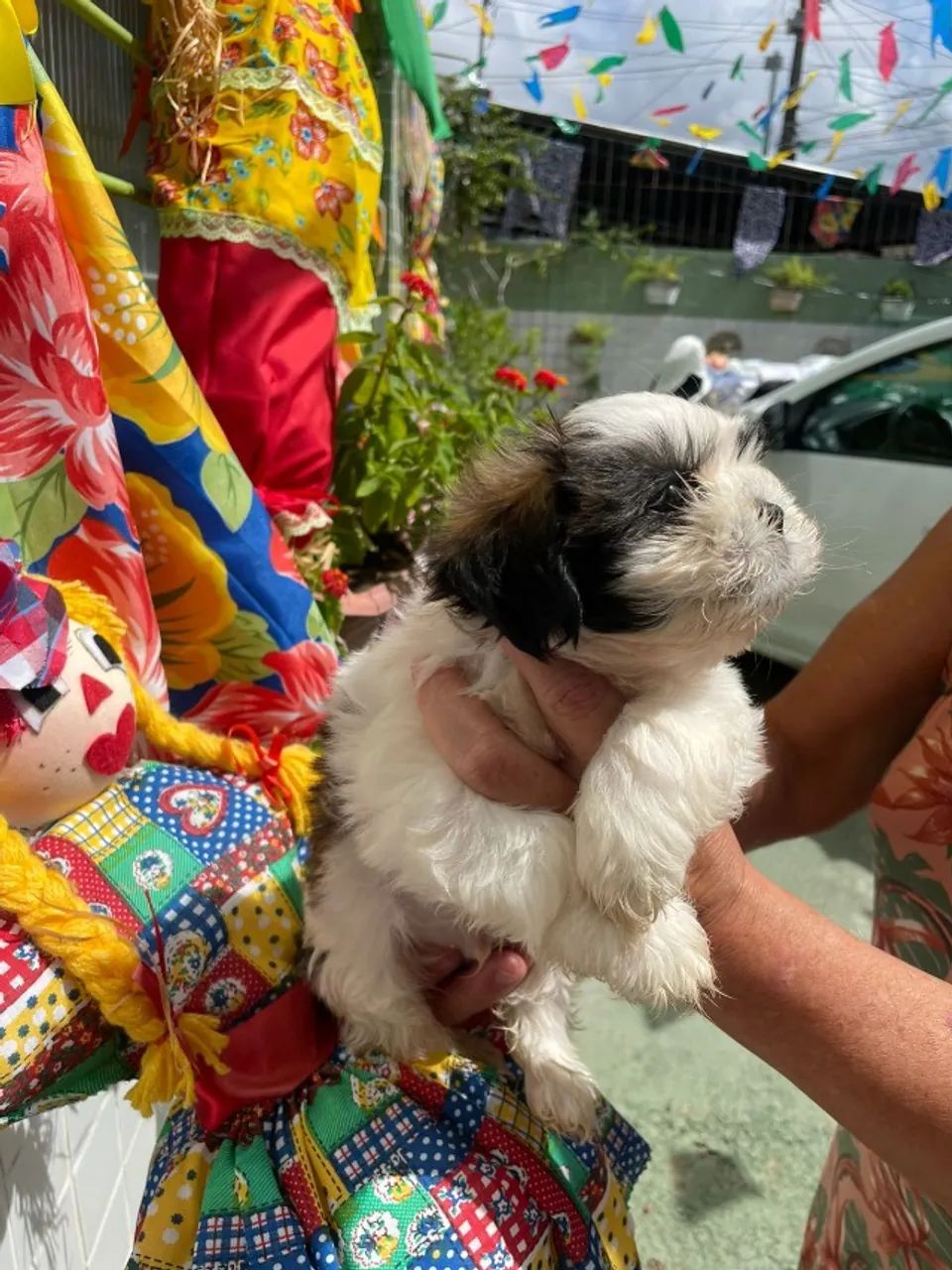 Lindos Filhotes de Shihtzu - Foto 2