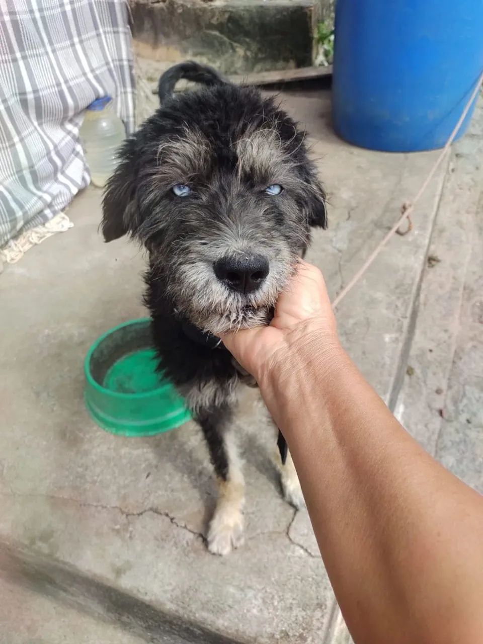 Adoção  - Foto 2