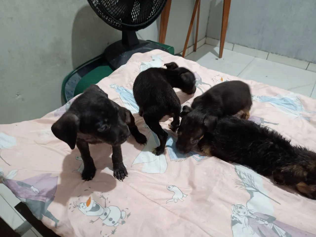 Pequenos - Foto 3