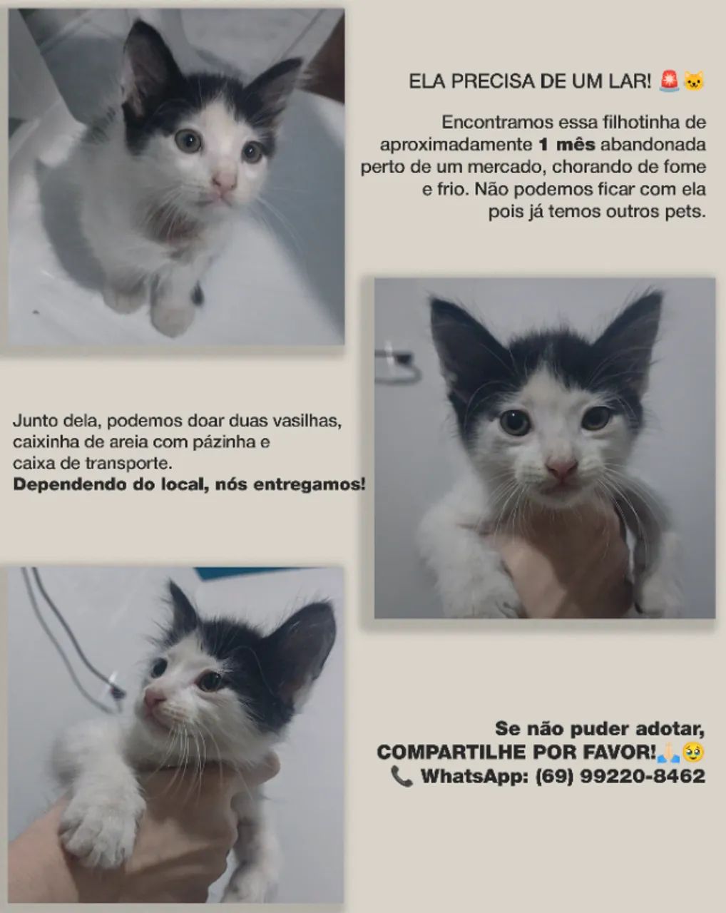 Gata Fêmea para adoção