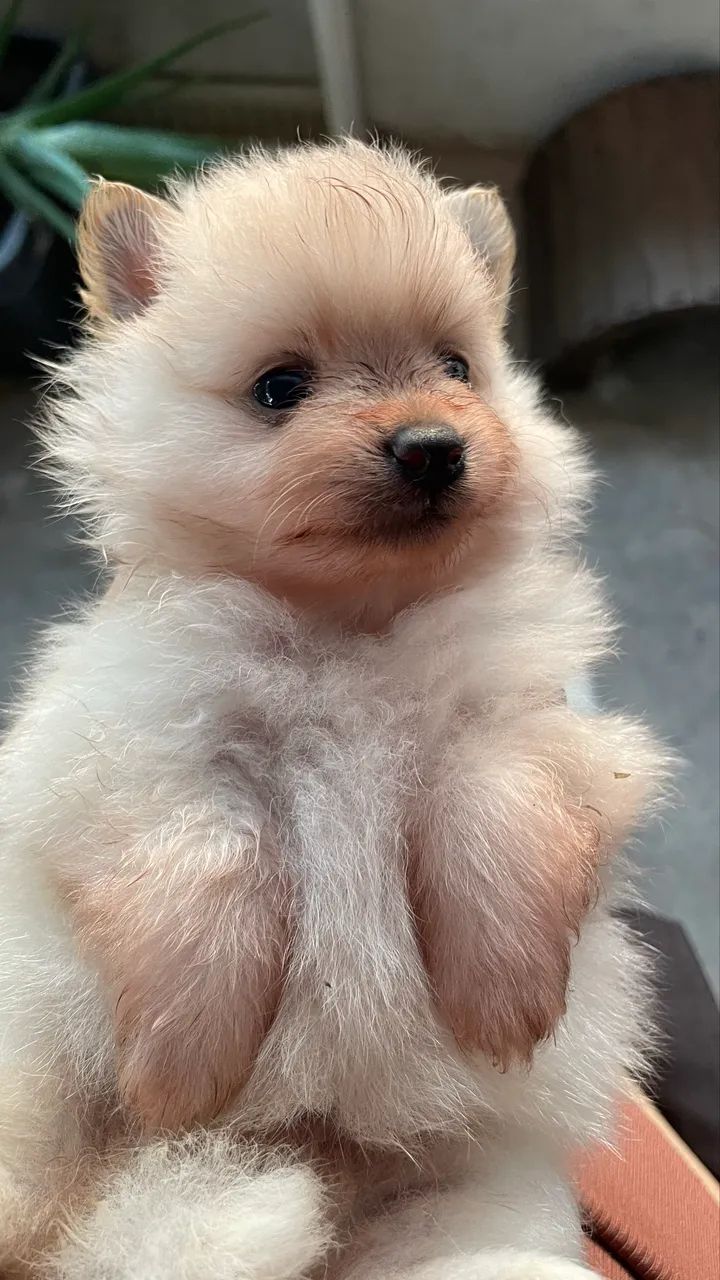 Lulu da pomeranea - Foto 2