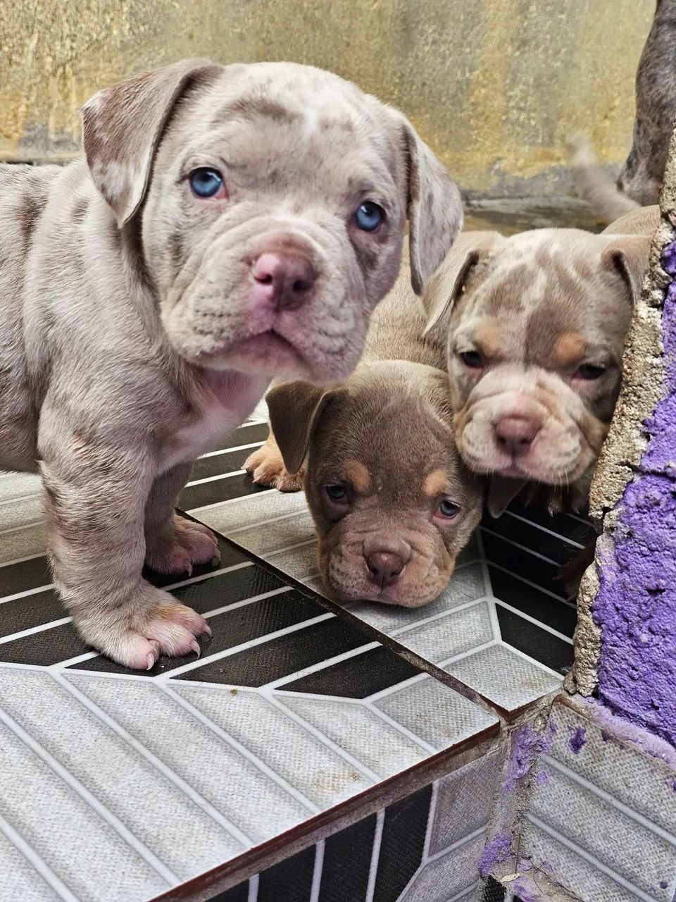 Filhotes de American bully micro  - Foto 2