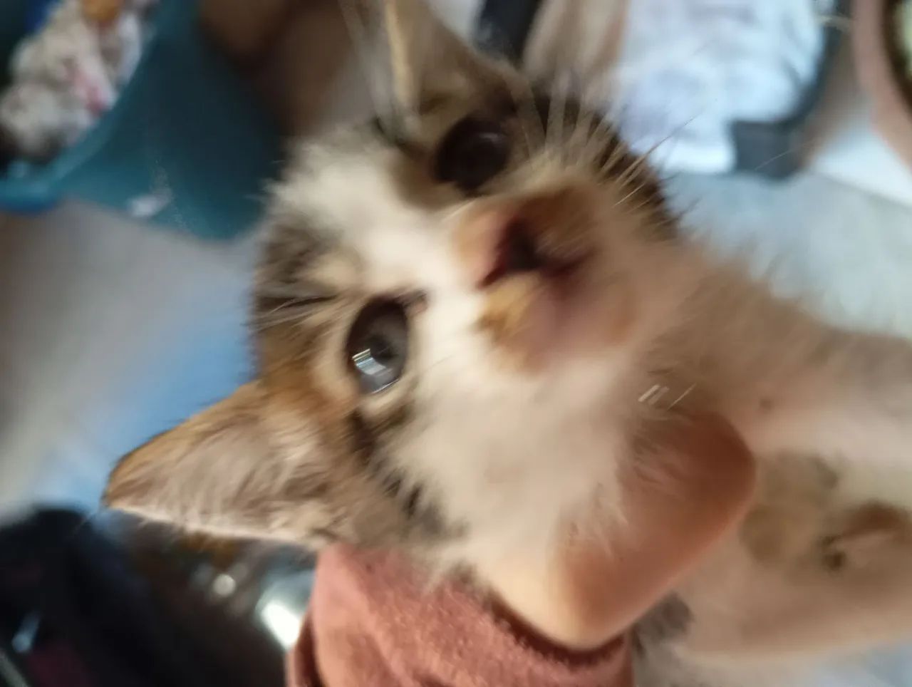 Gatinhos para doar  - Foto 3