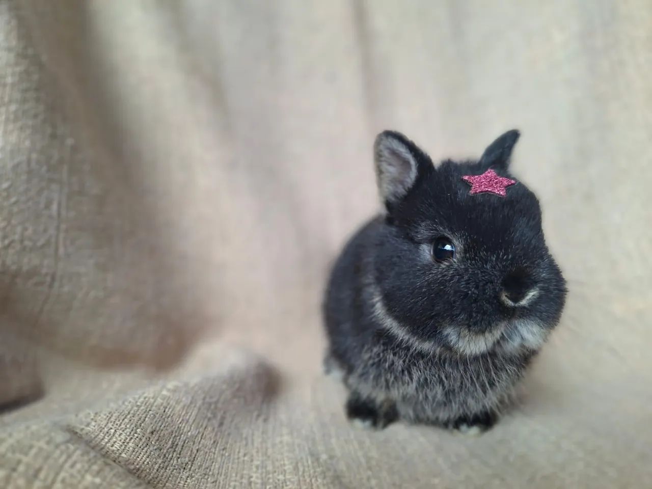 Femea mini coelho * - Foto 2