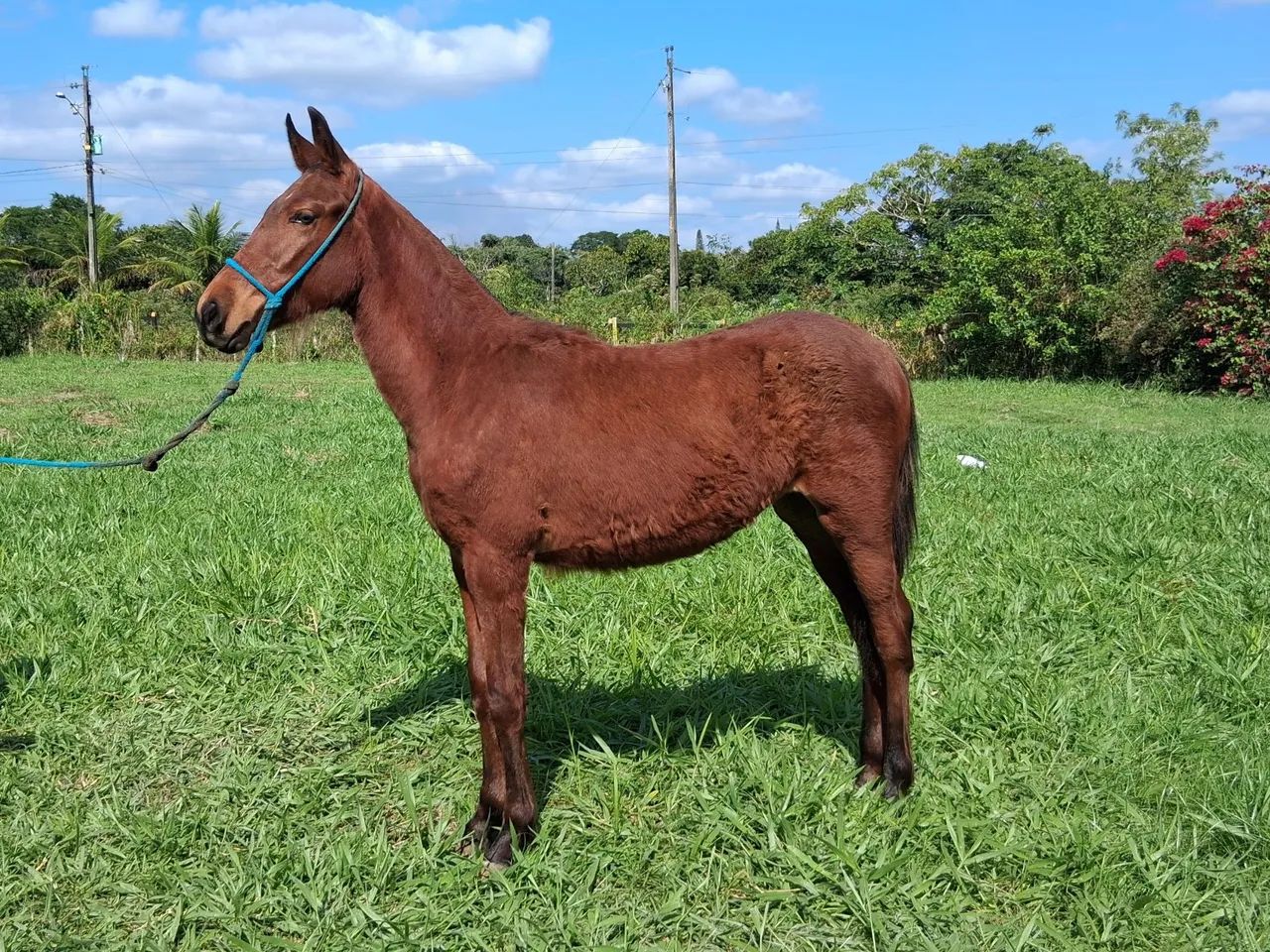 Potra MM sem documento.  - Foto 2