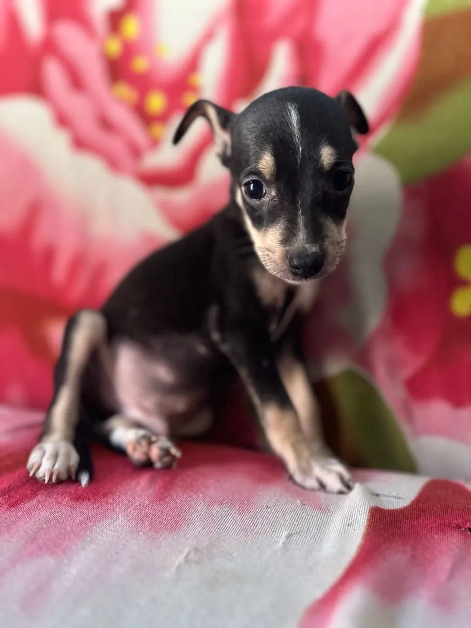 Cachorrinhos - Foto 4