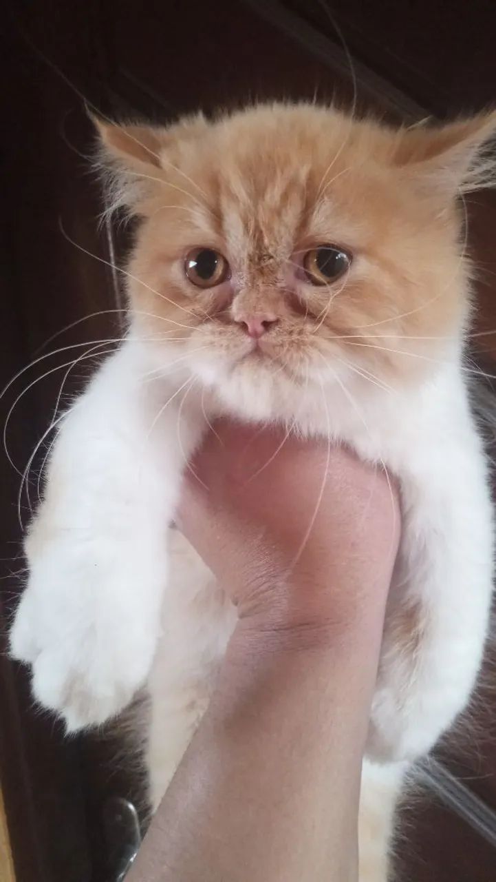 Persa chow - Foto 3